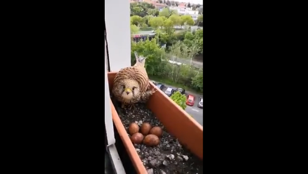 ფრინველმა სახლის ფანჯარაზე კვერცხები დადო - ვიდეო ადამიანურ სიკეთეზე - Sputnik საქართველო