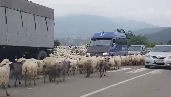 Осторожно, овцы! Как отара создала проблемы на дороге близ столицы Грузии - Sputnik Грузия