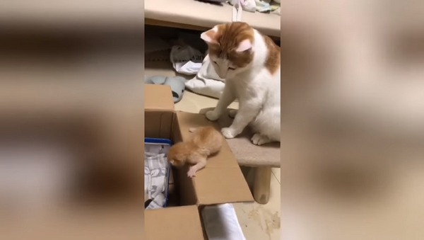 Суровая кошка готовит пугливого котенка к жестокой жизни – забавное видео - Sputnik Грузия