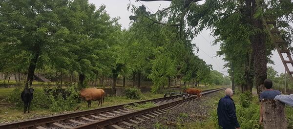 ზუგდიდში სტიქიამ ელექტროგადამცემი ხაზები დააზიანა - Sputnik საქართველო