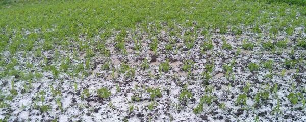 სეტყვა სეტყვა - Sputnik საქართველო