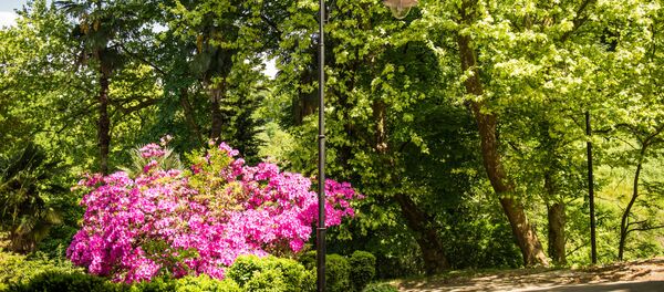 ბათუმის ბოტანიკური ბაღი - Sputnik საქართველო