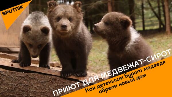 Приют для медвежат-сирот - Sputnik Грузия