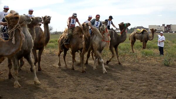 В Астрахани прошли гонки на верблюдах - Sputnik Грузия