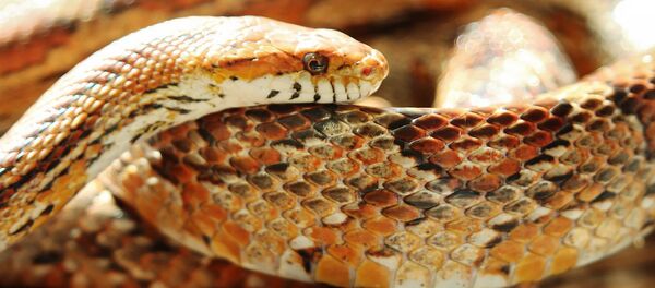 Маисовый полоз - Sputnik Грузия