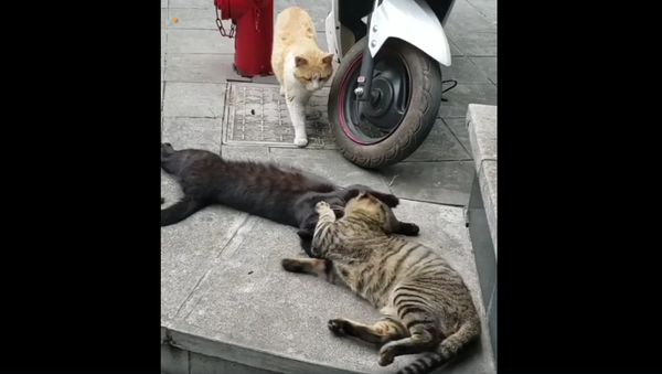 Кот застукал кошку с любовником – смешное видео животной драмы - Sputnik Грузия