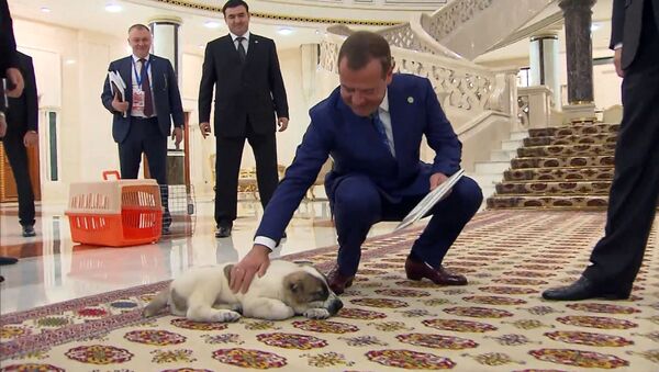 Как Дмитрию Медведеву подарили щенка - видео церемонии - Sputnik Грузия