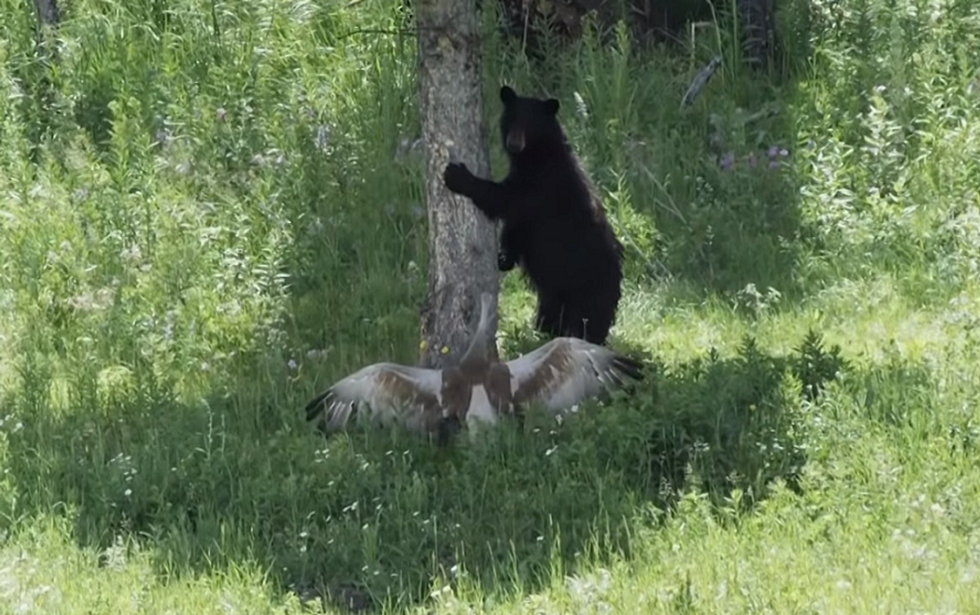 Медведь лишил ее жизни. Испуганные медведь на дереве. Медведь испугался. Испуганные медведи в лесу. Спастись от медведя в лесу.