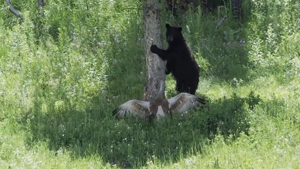 Медведь зашел на территорию журавля, сидящего с птенцами, и пожалел – видео - Sputnik Грузия
