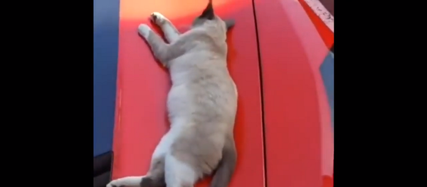 Сонная кошка не узнала человека, который ее будит – видео ее забавной реакции Сонная кошка не узнала человека, который ее будит – видео ее забавной реакции - Sputnik Грузия