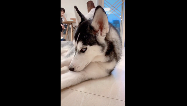 Собака-соблазнительница с томным взглядом и невероятной красотой покорила Сеть – видео - Sputnik Грузия