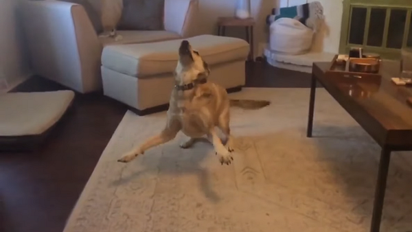 Женщина предложила собаке прогуляться, и ее реакция бесценна – бесподобное видео - Sputnik Грузия