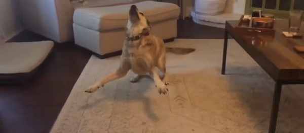 Женщина предложила собаке прогуляться, и ее реакция бесценна – бесподобное видео Женщина предложила собаке прогуляться, и ее реакция бесценна – бесподобное видео - Sputnik Грузия