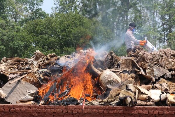 Работник непальского национального парка Читван сжигает части животных, изъятые у браконьеров, в Непале - Sputnik Грузия