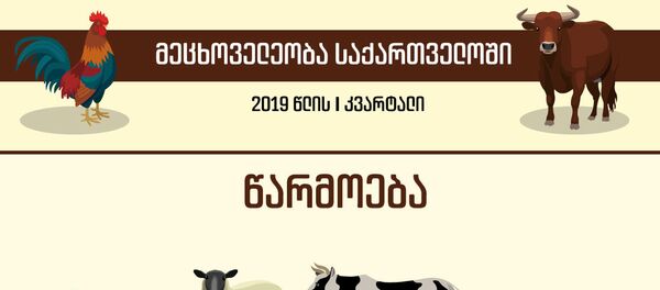 მეცხოველეობა საქართველოში მეცხოველეობა საქართველოში - Sputnik საქართველო
