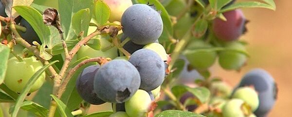 დავით თოდუას მოცვის პლანტაცია ნარაზენში დავით თოდუას მოცვის პლანტაცია ნარაზენში - Sputnik საქართველო