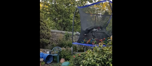 Хозяева купили большой батут, и собаке от него снесло крышу – бесподобное видео - Sputnik Грузия