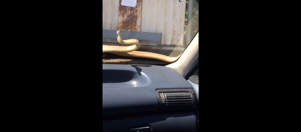 ქუთაისში მიმავალ მანქანაზე გველი აძვრა ქუთაისში მიმავალ მანქანაზე გველი აძვრა - Sputnik საქართველო