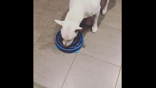 Мужчина купил собаке специальную миску от переедания, но это не помогло – смешное видео - Sputnik Грузия