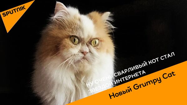 Как выглядит новый Grumpy Cat - видео - Sputnik Грузия