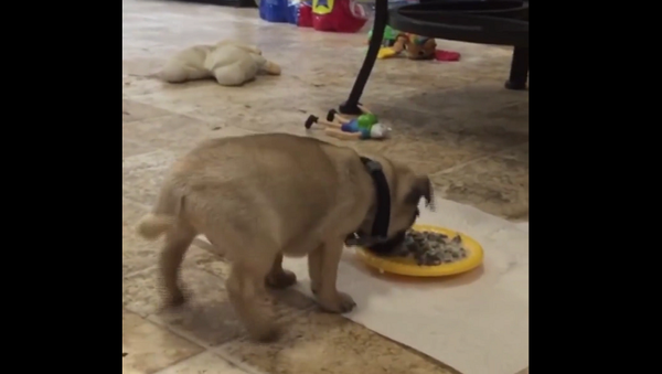 Голодный щенок увидел миску с едой и покорил своей реакцией Сеть – смешное видео - Sputnik Грузия