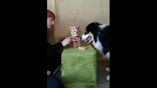 Хозяйка научила собаку играть в дженгу, и ее умения удивляют – видео - Sputnik Грузия