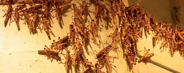 კალიების შემოსევა კალიების შემოსევა - Sputnik საქართველო