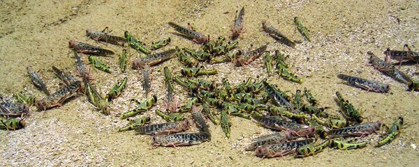 კალიები - Sputnik საქართველო