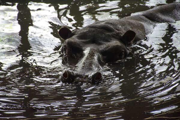 სტიქიით დაზარალებული უსახლკარო „ბეგი“ სპილოებთან ცხოვრობს – ქორწილი ვერ შედგება სტიქიით დაზარალებული უსახლკარო „ბეგი“ სპილოებთან ცხოვრობს – ქორწილი ვერ შედგება - Sputnik საქართველო