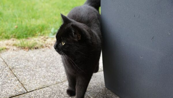 შავი კატა სახლის კუთხესთან - Sputnik საქართველო