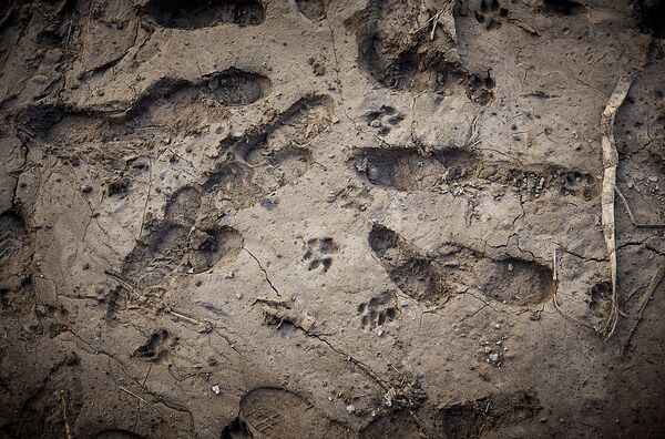 Следы зверей и человеческих ног на территории у тбилисского зоопарка после наводнения. Каждый по-своему искал спасения в момент стихийного бедствия - Sputnik Грузия