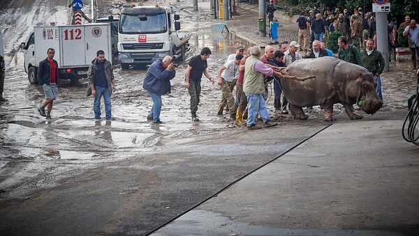 Бегемот Беги возвращается в разрушенный зоопарк. Из серии Тбилисское наводнение 13 июня - Sputnik Грузия