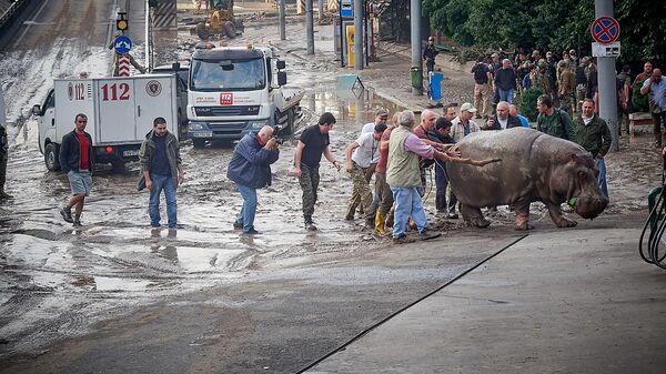 Бегемот Беги возвращается в разрушенный зоопарк. Из серии Тбилисское наводнение 13 июня - Sputnik Грузия