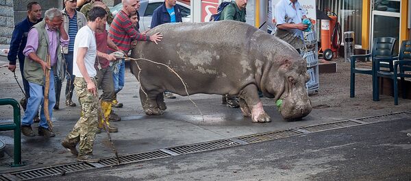 ბეგი ზოოპარკში ბრუნდება - Sputnik საქართველო