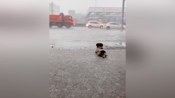 Милый щенок увидел на улице дождь и покорил своей реакцией Сеть – милейшее видео - Sputnik Грузия