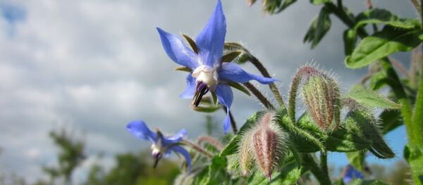 მცენარე კიტრისუნა - Sputnik საქართველო