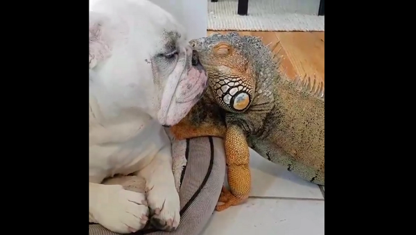Собака и игуана показали, что значит настоящая любовь – милое видео - Sputnik Грузия