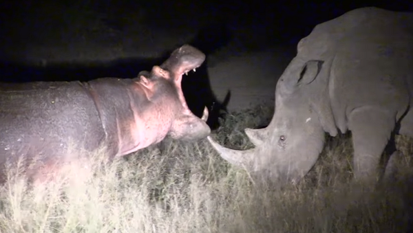 Бегемот от скуки надоедал носорогу и чудом избежал его гнева – видео напугало Сеть - Sputnik Грузия