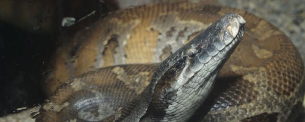 Московский зоопарк. Пестрый питон (Юго-Восточная Азия). - Sputnik Грузия