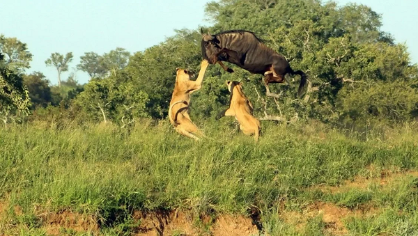 Антилопа гну перепрыгнула двух львиц и убежала от прайда в невероятной погоне – видео - Sputnik Грузия