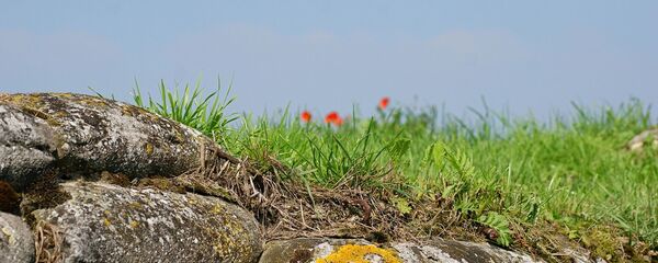 ხავსმოდებული ლოდები და ყაყაჩოები  ხავსმოდებული ლოდები და ყაყაჩოები  - Sputnik საქართველო
