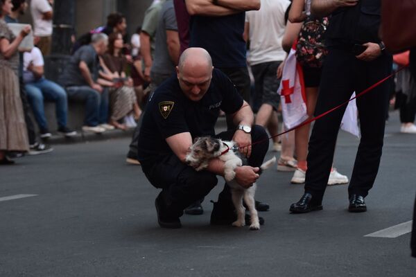 Некоторые привели домашних животных, с ними играли митингующие и полицейские - Sputnik Грузия