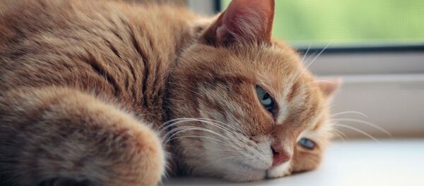 კატა კატა - Sputnik საქართველო