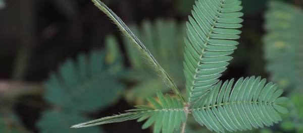 Стеснительное растение прячет листья от прикосновений – удивительное видео - Sputnik Грузия