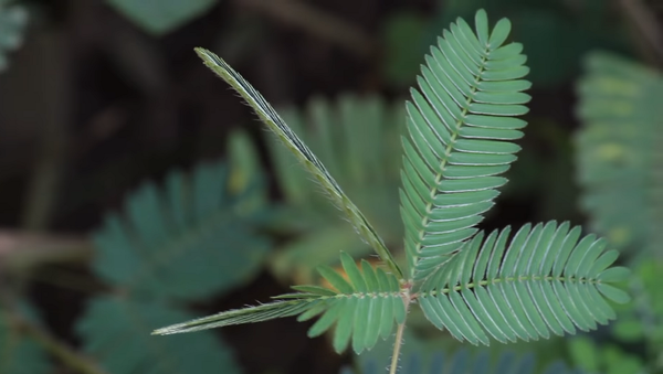 Стеснительное растение прячет листья от прикосновений – удивительное видео - Sputnik Грузия