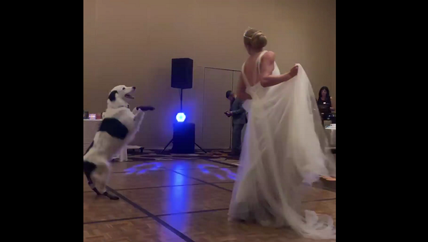 Собака станцевала с хозяйкой на ее свадьбе и покорила Сеть – бесподобное видео - Sputnik Грузия