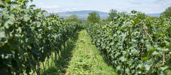 ვენახი ვენახი - Sputnik საქართველო