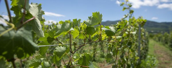 Виноградники в Сагурамо - Sputnik Грузия