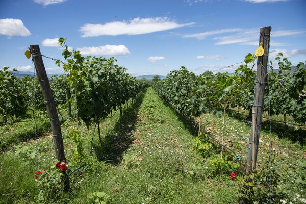 Боятся ли грузинские виноделы нового эмбарго? - Sputnik Грузия