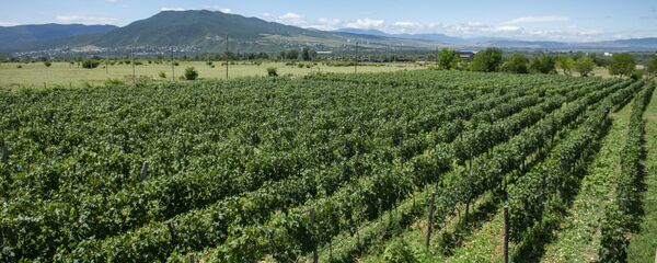 Виноградники в Сагурамо - Sputnik Грузия